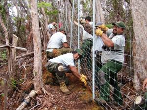 Hawaiʻi Volcanoes National Park crew set  up fence to protect forest. Credit: National Park Service 