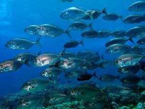 Barred ulua in the Molokini marine protected area off Maui.