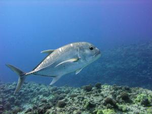 Ulua in the Molokini marine protected area.