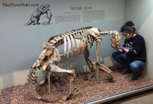 Julia Tejada sampling a specimen of the North American ground sloth. Copyright: Julia Tejada.