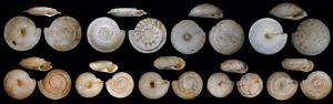 Shells from recently extinct land snails from French Polynesia. Credit: O.Gargominy, A.Sartori. 