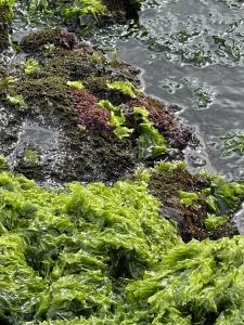 Diversity of limu on Hawaiian coastline; limu palahalaha in foreground. Credit: Celia Smith