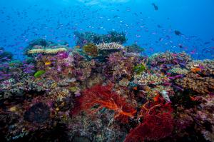 Coral reef in Fiji. Credit: Joao Paulo Krajewski 