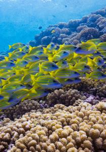 Coral reef and colorful fish. Credit: Joao Paulo Krajewski