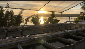 Mesocosms. Credit: Mariana Rocha de Souza
