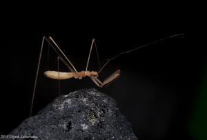 Experts documented species only living underground in lava tubes, including the “thread-legged bug."