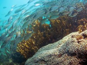 Coral and fishes on reef in Brazil. Credit: Guilherme Longo