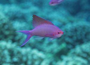 Reef fish in French Polynesia, Moorea. Credit: Sergio Floeter