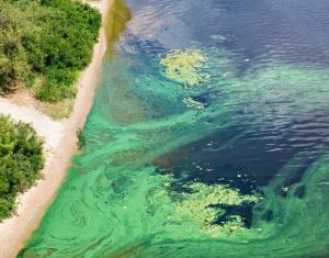 Algal blooms can endanger humans and animals. Courtesy: ASM Microbes & Climate Change Report.