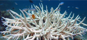 Bleached coral, Acoropora sp. Courtesy: ASM Microbes and Climate Change Report.