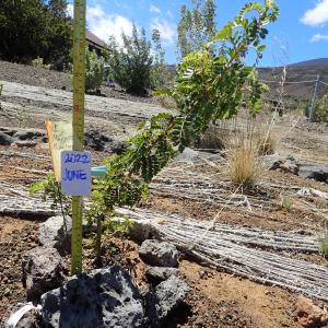 Māmane planted in restoration area