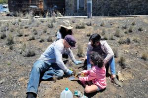 Community volunteers help pull weeds and plant native flora on Maunakea