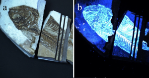 White light (a) and Biofinder (b) images of  Green River formation fish fossil. Credit: Misra, et al