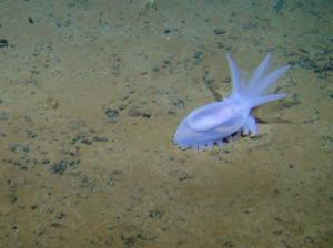 Sea Cucumber on the seabed. Credit: C Smith, Diva Amon, ABYSSLINE Project 