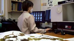 UH Mānoa graduate student G Young Kim analyzes the plant specimens after they are photographed.