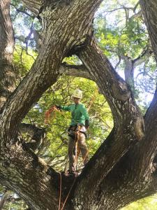 Arborist in a tree. Credit: Will Loomis