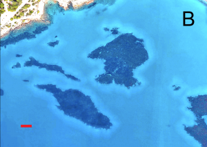 Halos surrounding seagrass ‘reefs’ off the coast of Spain. Copyright 2021 Maxar and Google.