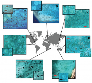 Grazing halos are worldwide. Compilation: Madin, et. al, 2022. Images: Google Earth Pro.