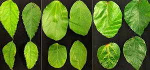 Leaves infected with hibiscus soymovirus