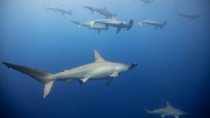 Scalloped hammerhead sharks off the Kona coast of Hawai'i Island. (Photo credit: Cory Fults)
