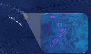 Reefs around Hawaiian Islands as observed from satellite images. Credit: Elizabeth Madin Lab.