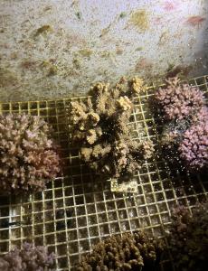 Coral spawning (Photo credit: Jia Cashon)