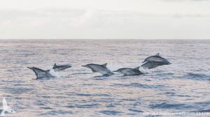 Credit: Marine Mammal Research Program. NOAA Fisheries Permit #21476