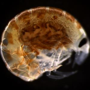 Hyperiid amphipods like Vibilia spp. live in the open ocean. (Photo credit: Karen Stamieszkin)
