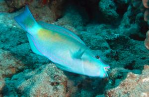A male Bullethead Parrotfish, or uhu, cleans algae from dead coral. (Photo credit: Jeff Kuwabara)