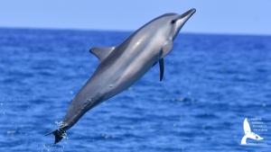(Photo credit: Claire Lacey, Marine Mammal Research Program, HIMB)