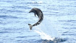 (Photo credit: Claire Lacey, Marine Mammal Research Program, HIMB)
