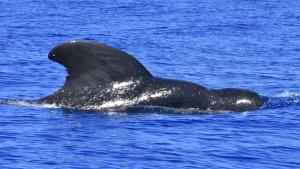 (Photo credit: Claire Lacey, Marine Mammal Research Program, HIMB)
