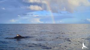 (Photo credit: Claire Lacey, Marine Mammal Research Program, HIMB)