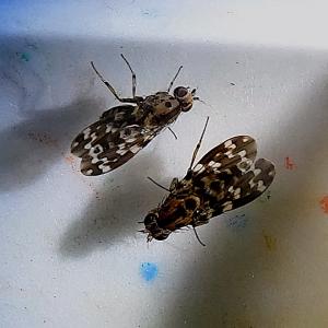 Drosophila crucigera, a species of Hawaiian picture wing flies