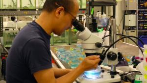 Professor Masato Yoshizawa conducting research