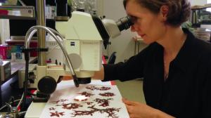 The research is led by principal investigator Alison Sherwood.