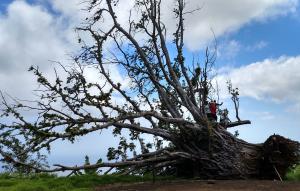 Fallen tree in the aftermath of Cyclone Pam.