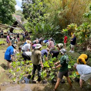 UH Mānoa students, faculty and staff work in loʻi at UH Mānoa.