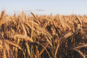 ENSO can cause crop failures and food shortages. Credit: Tomasz Filipek via Unsplash. 