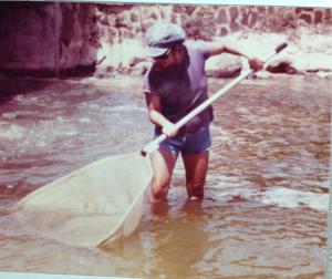 Lokoea Fishpond estuary:1981 Carol Wyban catching fingerlings