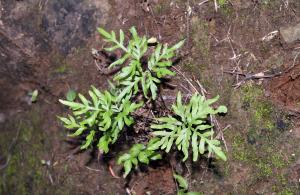 Doryopteris takeuchii, a type of fern endemic to Leʻahi (Diamond Head) (Photo courtesy: Tom Ranker)