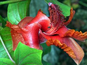 Kokia cookei or “Kokiʻo,” a flowering plant endemic to Molokaʻi (Photo courtesy: Tom Ranker)