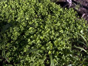 Marsilea villosa or “ ʻihiʻihilauākea,” fern that resembles a four-leaf clover (Courtesy:Tom Ranker)