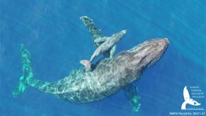 Aerial image of a newborn humpback whale calf off Maui, Hawaiʻi. Photo by Lars Bejder 