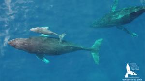 Aerial image of a young humpback whale calf off Kona, Hawaiʻi. Photo by Martin van Aswegen 