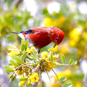 ʻApapane. Credit: Ann Tanimoto-Johnson