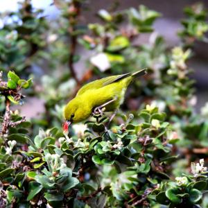 ʻAmakihi. Credit: Ann Tanimoto-Johnson