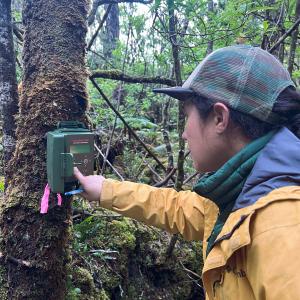 UH Hilo students work with recorders in forest.