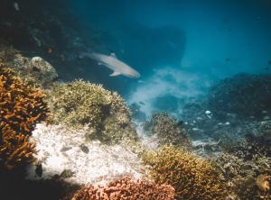 The near-pristine Majuro back reef where C. tumulosa was observed in relatively low abundance.