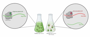 A ribosome (grey blob), with viral eL40 (red oval) might preferentially read viral genes.